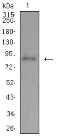 ADAMTS1 Antibody (1C12E6) - BSA Free, Novus Biologicals 0.1 ml; Unconjugated:Antibodies,
